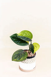 Monstera karstenianum variegata